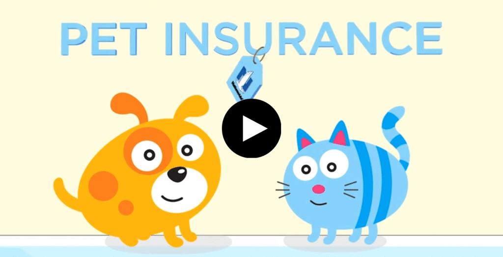 pet insurance thumbnail